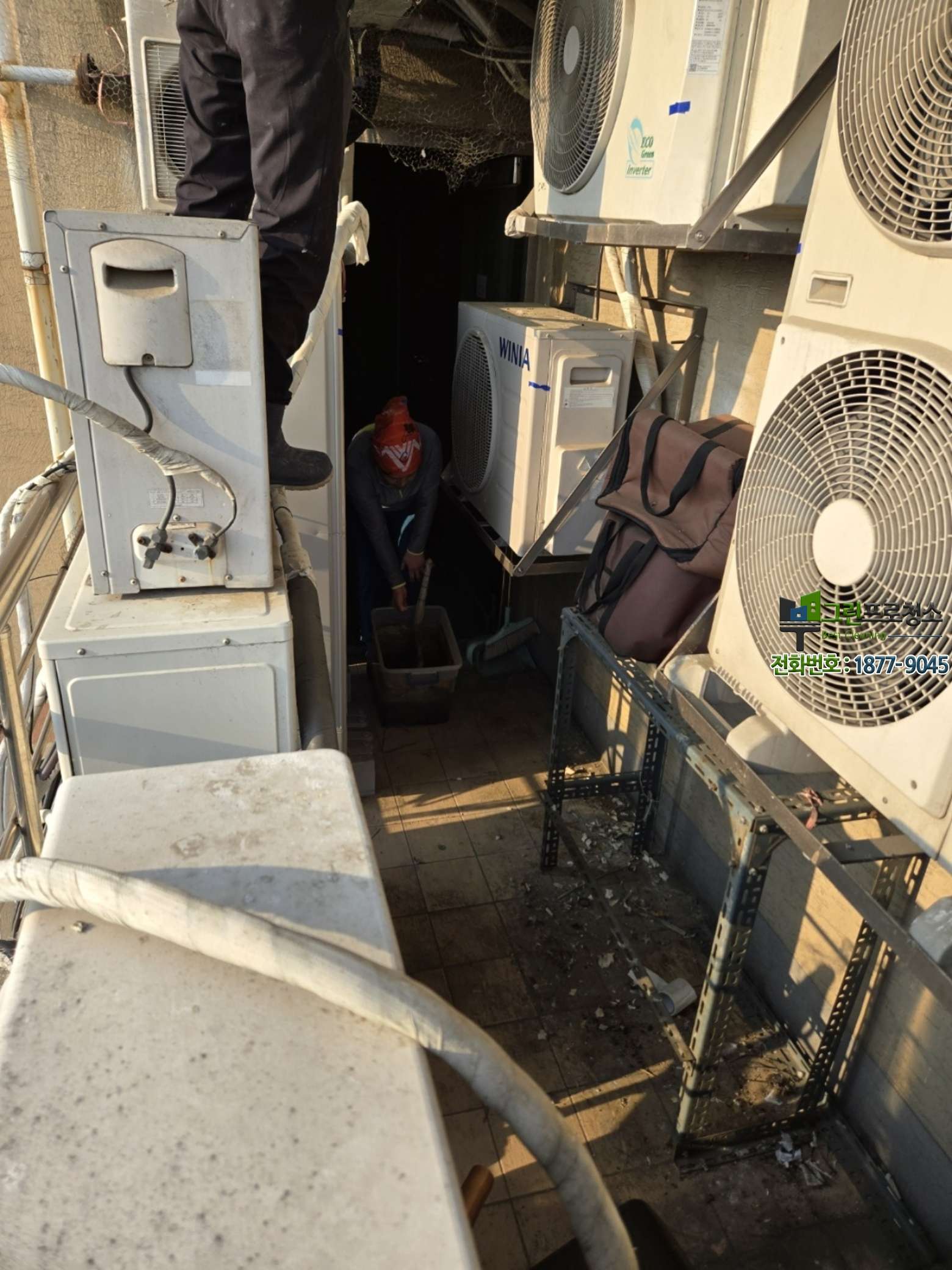 전문 장비로 진행되는 비둘기 청소 작업